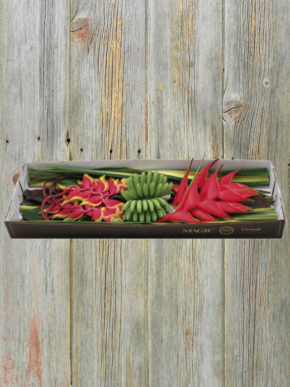 Wholesale Capricho Tropical Flowers & Foliages Combo Box Delivered